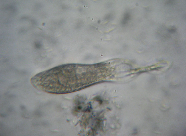 Microscopia delle spiagge adriatiche